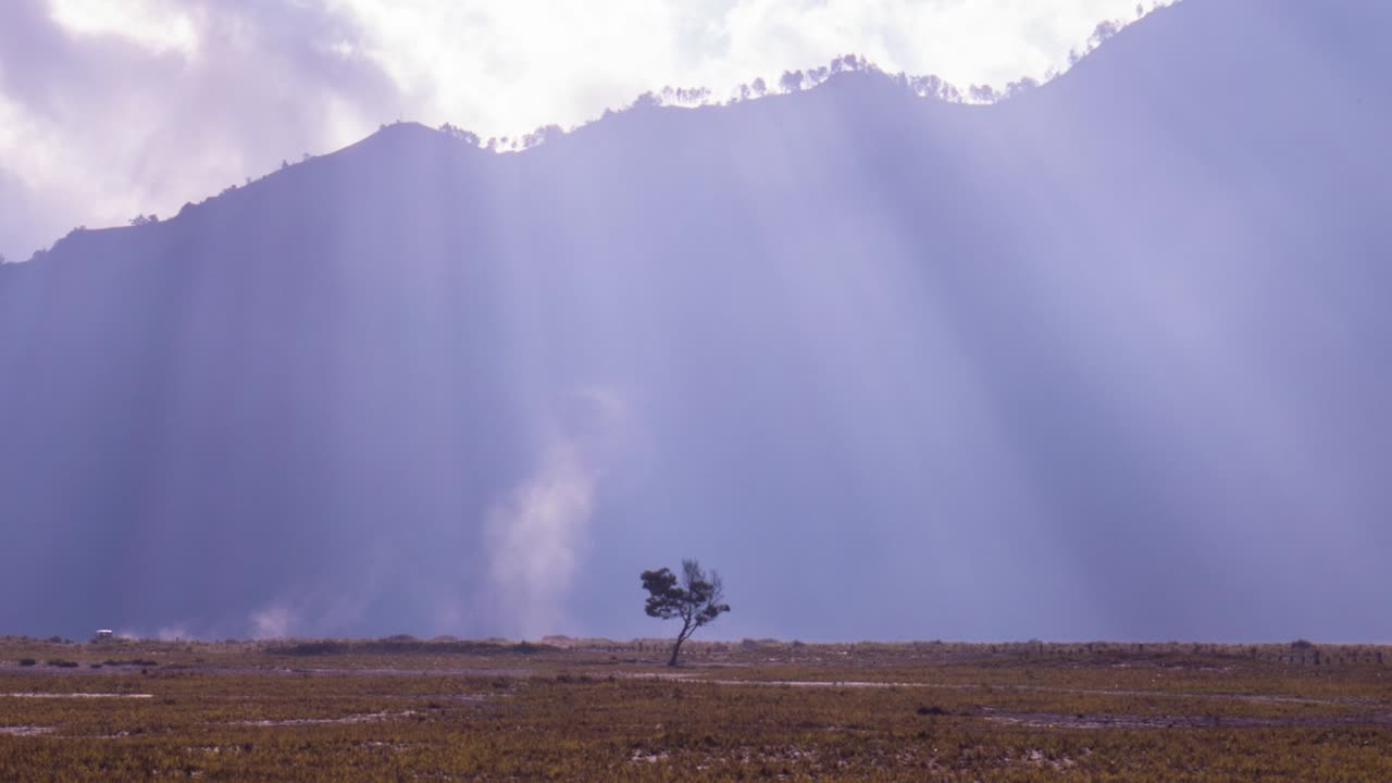 rayos de luz bailando con un árbol en soledad