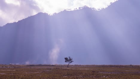 rayos de luz bailando con un árbol en soledad