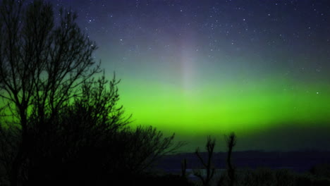 Blaue-Säulen-Des-Nordlichts-Vom-Wald-Aus-Gesehen