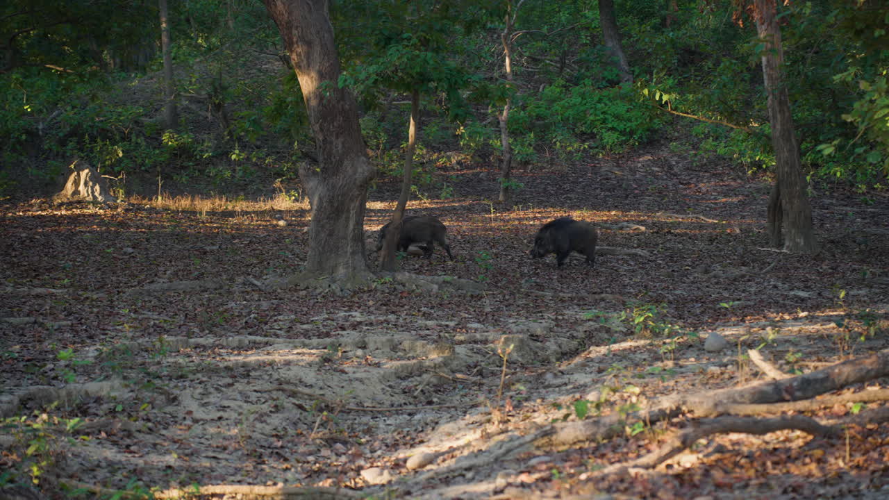 Cinghiali che esplorano la foresta nel Jim Corbett Park, mattina, slow motion