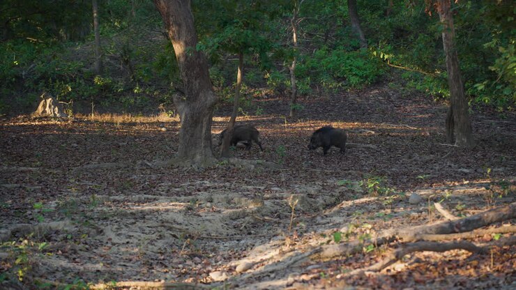 Cinghiali che esplorano la foresta nel Jim Corbett Park, mattina, slow motion
