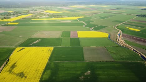 Vuelo-Aéreo-A-Gran-Altura-Sobre-El-Floreciente-Campo-De-Colza,-Volando-Sobre-Flores-Amarillas-De-Canola,-Paisaje-Idílico-De-Granjeros,-Hermoso-Fondo-Natural,-Disparo-De-Drones-Descendiendo