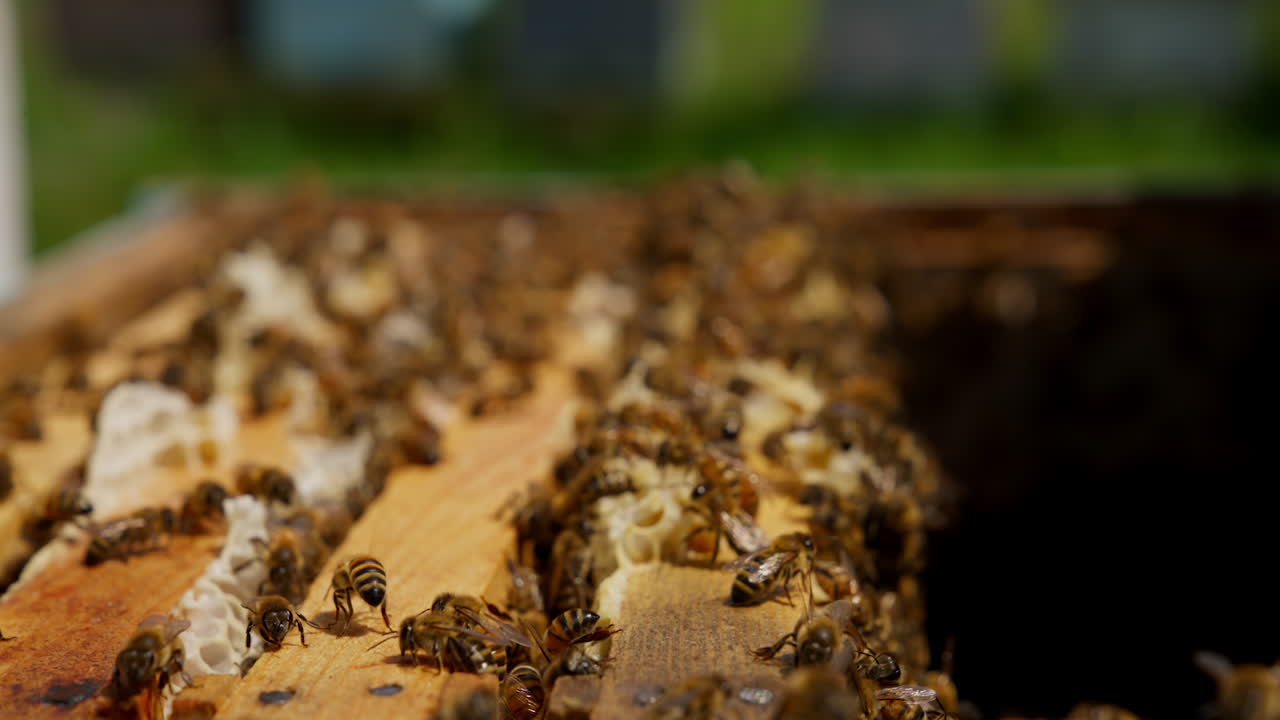 Tiny working bees swarming over the wooden frames. Honey insects crawl back and forth producing wax. Close up. Blurred backdrop.