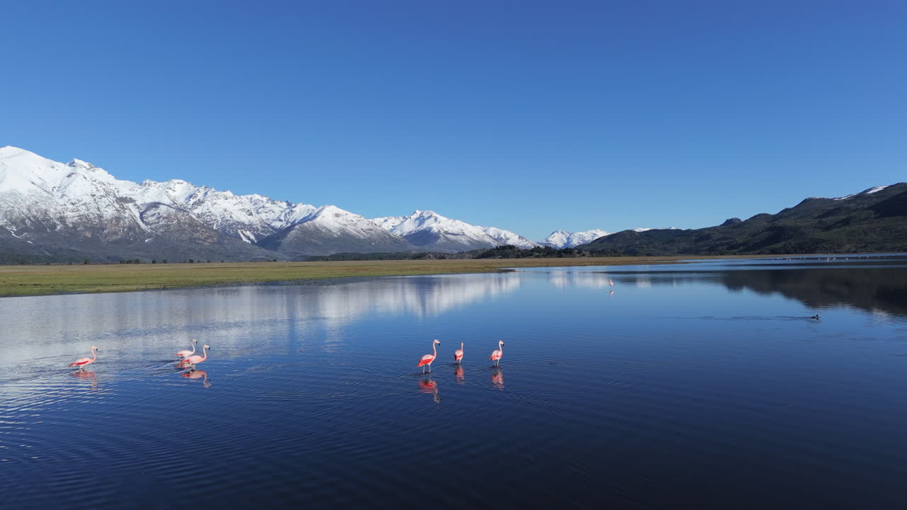 Pink flamingos wading gracefully in a tranquil lagoon, with the majestic snowy Andes Mountains mirrored in the calm blue waters of Patagonia, create a stunning landscape