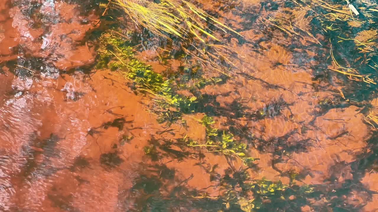Primo piano di acqua di fiume limpida che scorre su vegetazione acquatica e un fondo di sabbia rossastra. Utile per l'educazione alla biologia, pubblicità per test dell'acqua ambientale e documentari sulla natura.