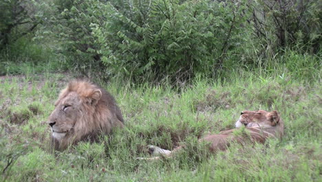 lions lounging in the lush green summer grass in the african wilderness