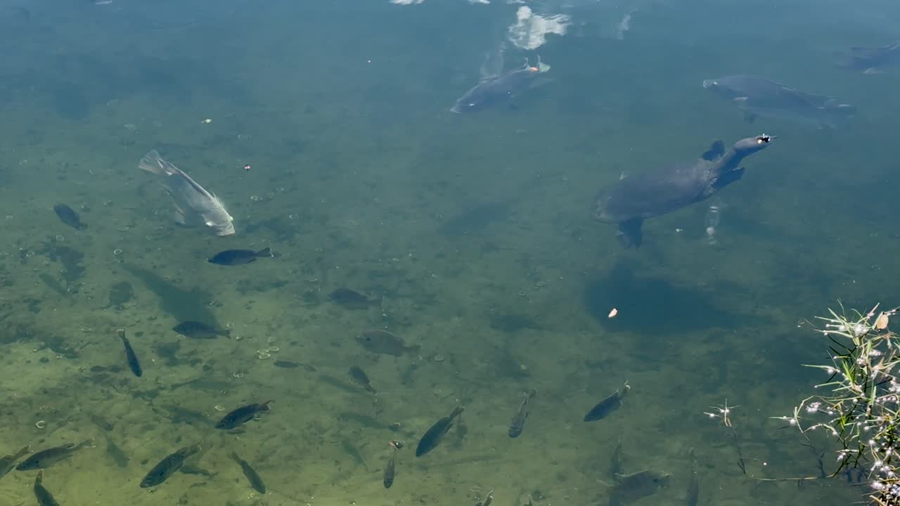 Turtles and fish swimming in a lake in Florida