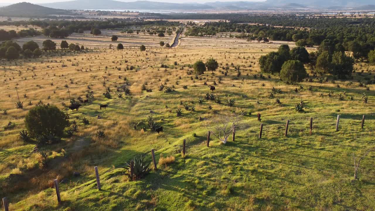 toros de libia en tlaxcala, mexico