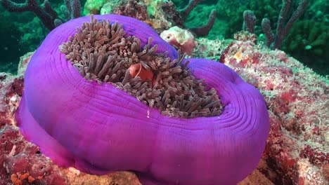 pez anémona skunk rosa en una gran anémona de mar púrpura cerrada