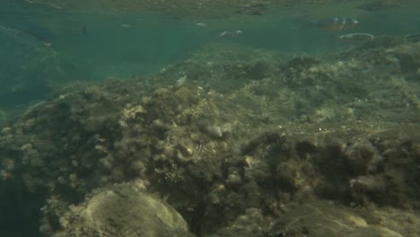 small fish in shallow water near the shore