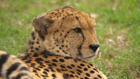 face close up, cheetah slow blinking and looking off into the distance