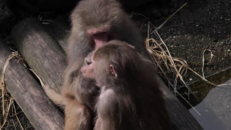 baboons are grooming each other which is a nice get-together with us