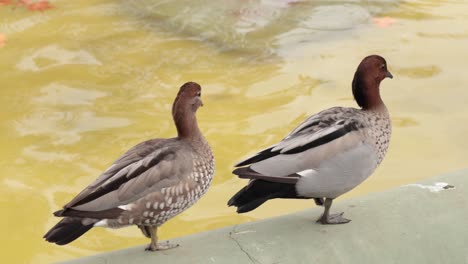 two ducks walking along pond edge