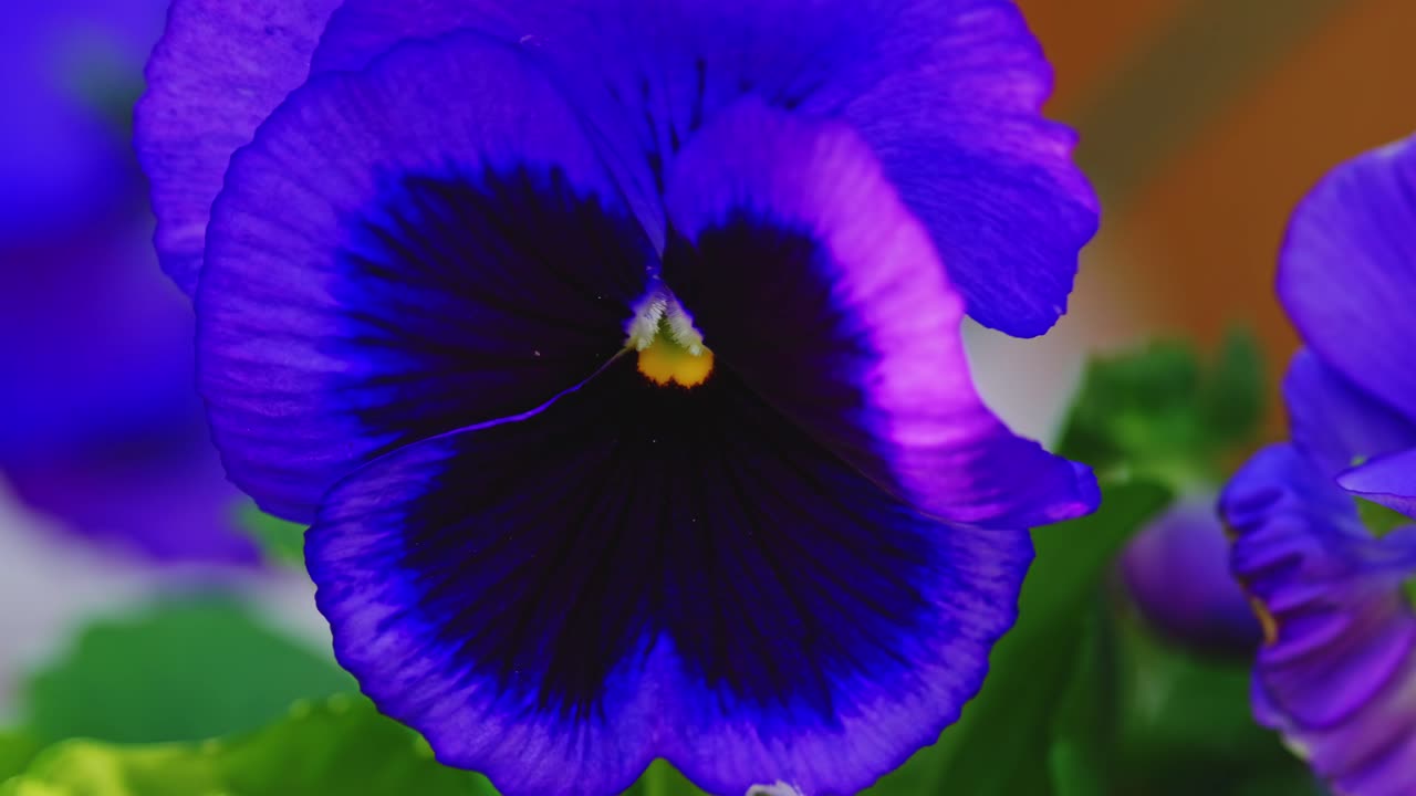 Autumn's warm sunlight in video, painting Viola flowers with a glow