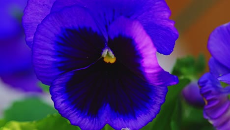 autumn's warm sunlight in video, painting viola flowers with a glow