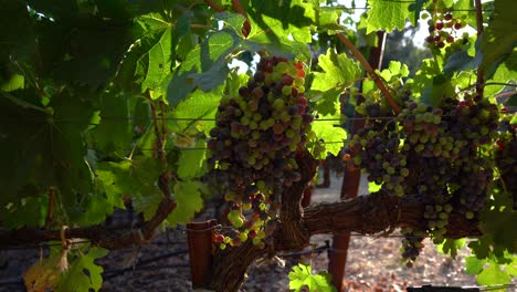 Schwenken-In-Aufreißende-Trauben-In-Einem-Weinberg-Im-Napa-Tal