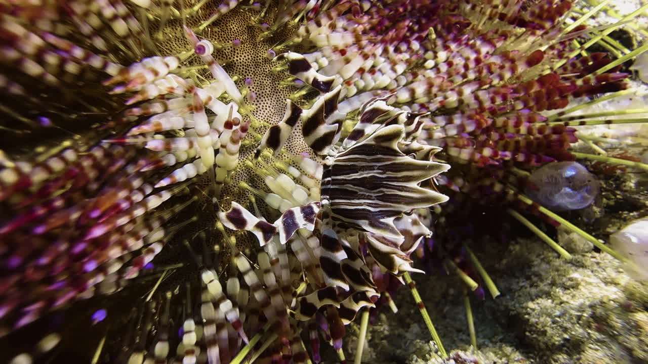 A zebra crab sits among the colorful spines of a sea urchin. The crustacean slowly moves sideways toward the sea floor. Close-up