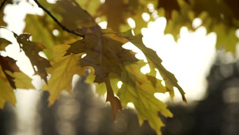 Cerca-De-Las-Hojas-Durante-El-Otoño-Con-La-Luz-Del-Sol-Detrás-En-Los-Jardines-Cullen-En-Whitby,-Canadá