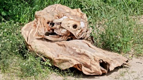 skeletal remains of a hartebeest antelope with skull and leather skin in tact
