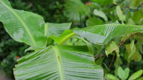 Regentropfen-Treffen-Auf-Palmenbananenblätter-Aus-Der-Nähe