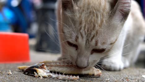 asian little cat eating fish on ground