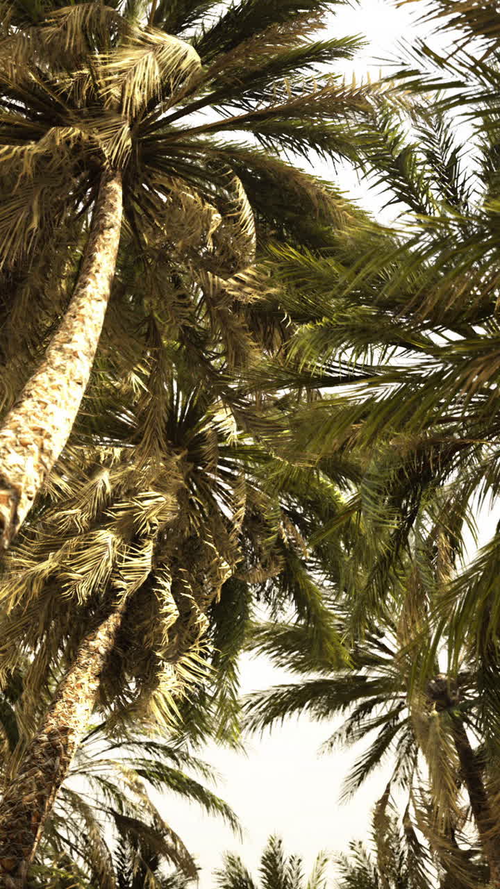 Palm Trees in the Wind