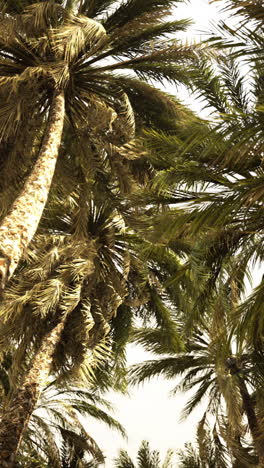 palmeras en el viento