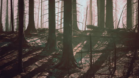 forest-with-smoke-arter-fire