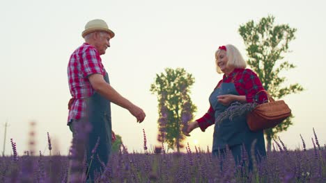 handshake between senior old grandfather grandmother farmers in blooming field of lavender flowers