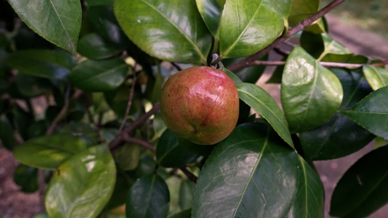 fruta de camelia roja en un jardín