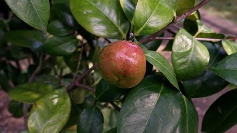 red camellia fruit in a garden