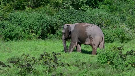 the asiatic elephants are endangered species and they are also residents of thailand