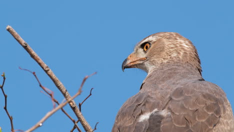 Closeup-Of-Juvenile-Pale-Chanting-Goshawk-Perched-Against-Clear-Blue-Sky