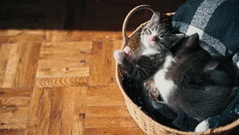 two cute little kittens are playing in a wicker basket