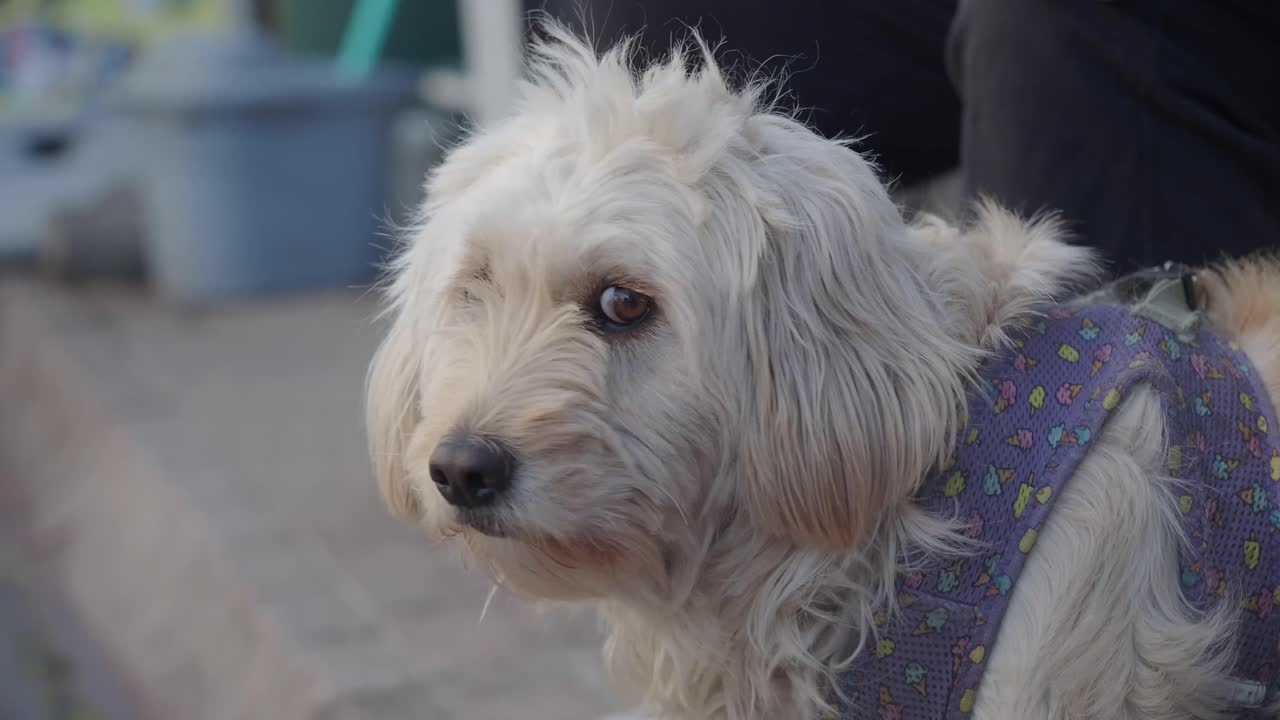 Portrait of a fluffy white dog