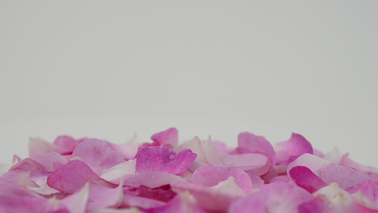 Rosa-chá em fundo branco. Fotografia em movimento.