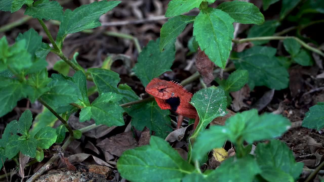 Close Up Shot of A Red Head Small Lizard Moving His Head On The Ground in The Middle of The Green Leaves, Thailand