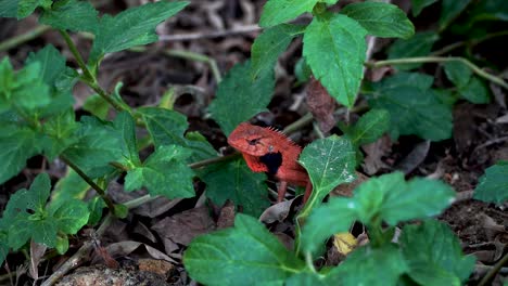 Close-Up-Shot-of-A-Red-Head-Small-Lizard-Moving-His-Head-On-The-Ground-in-The-Middle-of-The-Green-Leaves,-Thailand