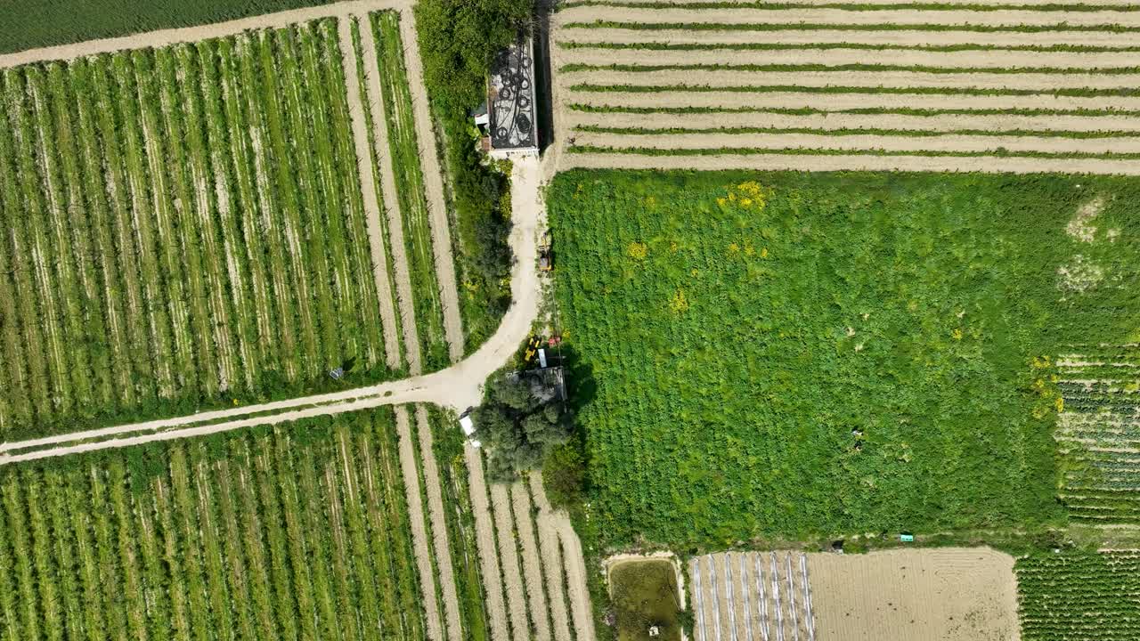Aerial view glides left to right over Maltese farmland, revealing neat crop rows, intersecting dirt paths, and vibrant green fields, showcasing the island’s organized agricultural landscape.