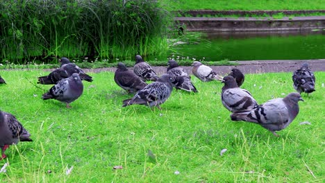 Eine-Gruppe-Tauben-In-Einem-Park