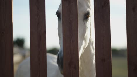 white horse behind wooden fence