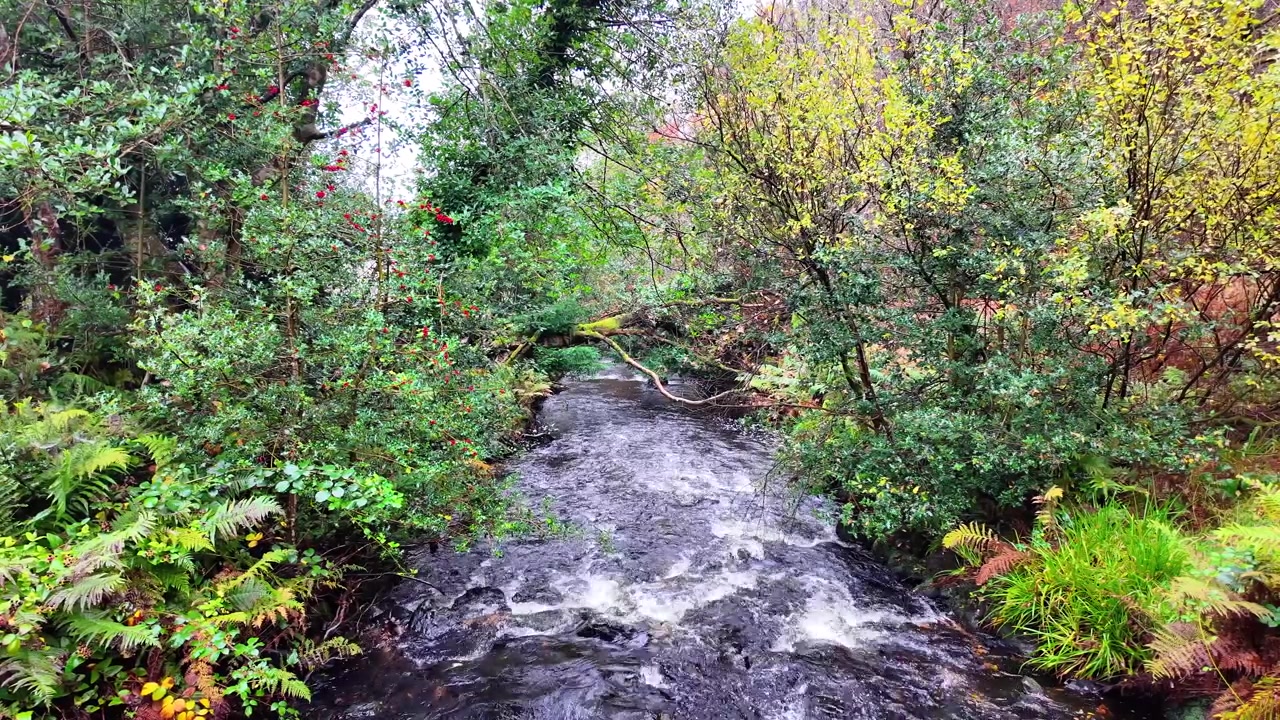 Luoghi epici dell'Irlanda: ruscello invernale a Glendalough, Wicklow, in una mattina d'inverno