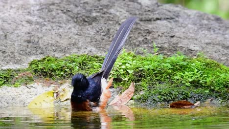 White-rumped-Shama-Baden-Im-Wald-An-Einem-Heißen-Tag,-Copsychus-Malabaricus,-In-Zeitlupe