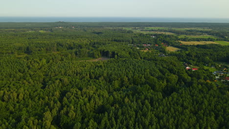 Dense-thick-flora-of-Sasino-woods-Gdansk-Poland-Europe-aerial