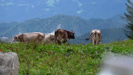 some cows in a mountain meadow, they eat grass