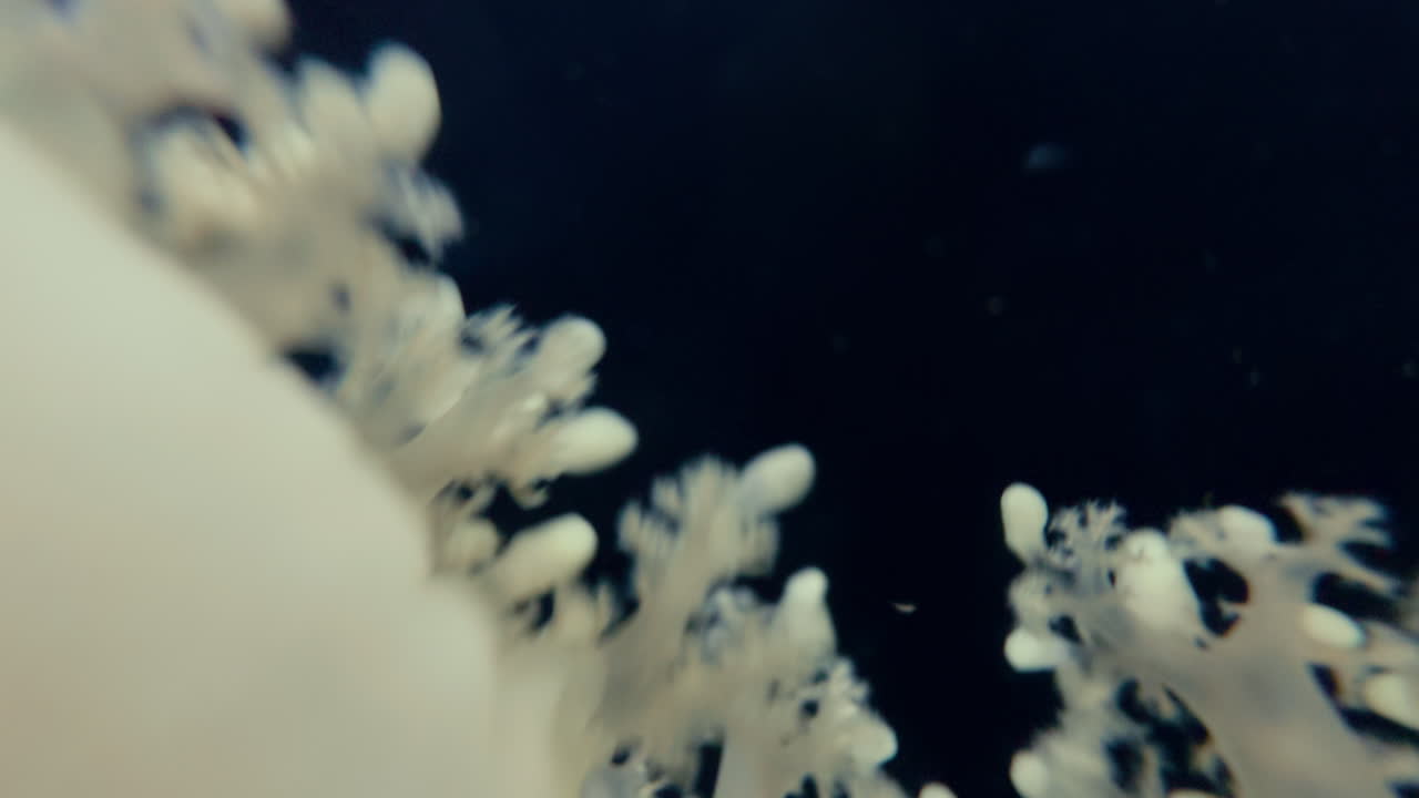 Medusas a la deriva en agua cristalina con un movimiento suave y elegante en un entorno submarino