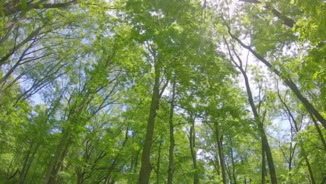 slowly moving along a trail in a heavily wooded area while looking up to the treetops and sky