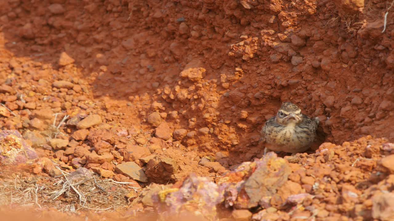 A Malabar Crested Lark chick is sitting in the nest waiting for its parents to come and feed it as it waits during the heat of the summer , in India western ghats in Satara