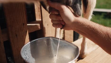 primer plano de un granjero lechero ordeñando leche de cabra en una granja, concepto de estilo de vida fuera de la red