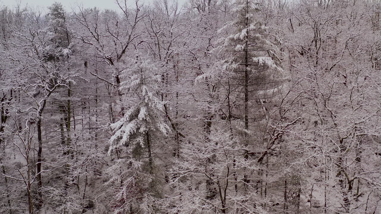 Close up aerial reveal of snow covered forest after a winter storm in New England